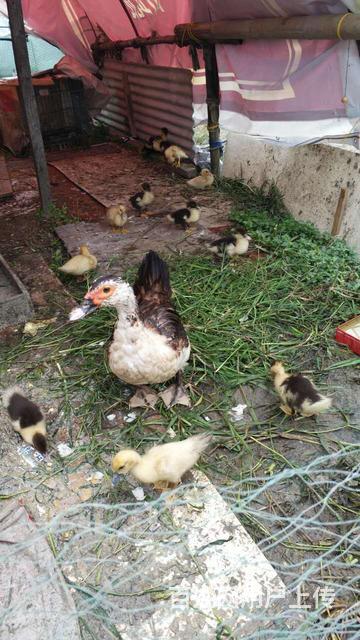 老鴨窩新址,??老鴨窩新址??