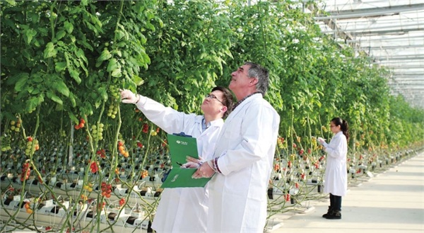 農(nóng)業(yè)前沿項(xiàng)目，小巷中的綠色革命