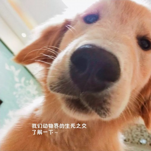 嚇唬狗最新行為，審視與觀點(diǎn)闡述