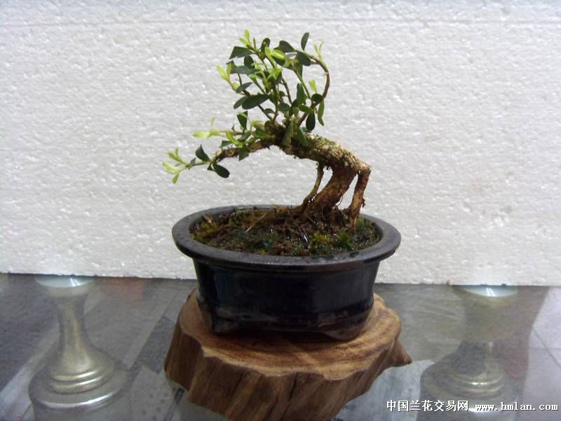 黃楊最新小品，輕松學(xué)習(xí)制作小品的指南